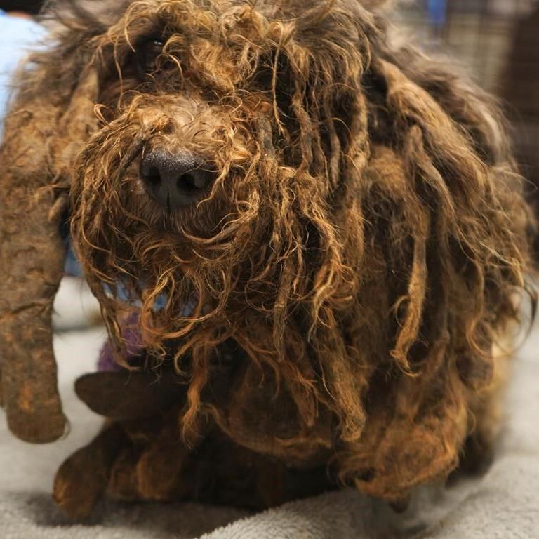3 arrested after welfare call leads to removal of 86 dogs, girl and older woman from California home